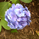 themadhydrangea avatar