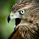 themadornithologist avatar