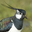 themagnificentlapwing avatar