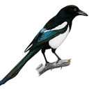 themagpieshoard avatar