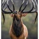 themalegazing avatar