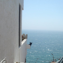 themalpertuis avatar