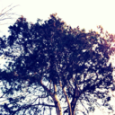 themandelaaesthetic avatar