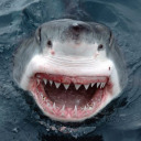 themaninthegreysuit avatar