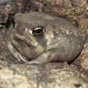 themanlymanman avatar