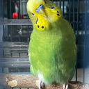 themasterofcider avatar