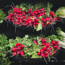 themedicatedwitch avatar