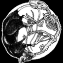 themelodicmachine avatar