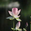 themelodiousnightingale avatar