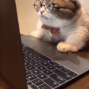 themermaidavenger avatar