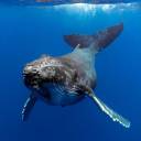 themesopelagiczone avatar