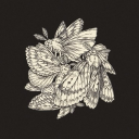 themidnightmoth avatar