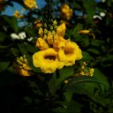 themidnightwriter23 avatar