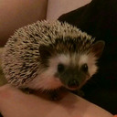 themightyhedgehog avatar