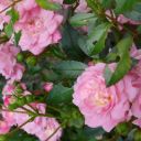 themightylizardking avatar