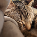 theminitigeress avatar