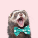 themodernferret avatar
