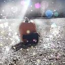 themoon-flower avatar