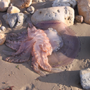 themooncries-dies avatar