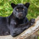 themoonmoonfan avatar