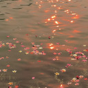 themoonthesea avatar