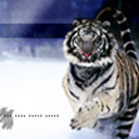 themoosecaves avatar