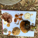 themountiangoats avatar