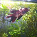 themshrampies avatar