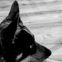 themuppetagenda avatar