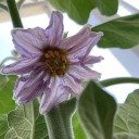 themysticaljellyfish avatar