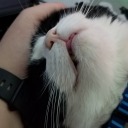 themysticmuffin avatar