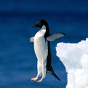 thenamelesspenguin avatar