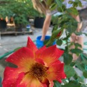 thenamewasrough avatar