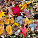 thenaturalistguide2 avatar