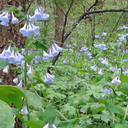 thenaturewitch avatar