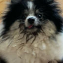 thenekomancers avatar