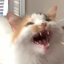 thenelsonninja avatar