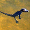 thenicotine-armoire avatar