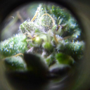 theniggastolemy avatar