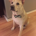 thenightfiend avatar