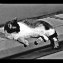 thenightrosedies avatar