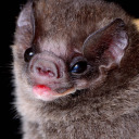 thenightsulker avatar