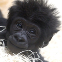 theninjamonkey avatar