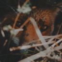 thenoctianfox avatar