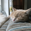 thenonbinaryc avatar