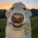 thenormalenjoyerr avatar