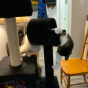 thenotorioustlb avatar