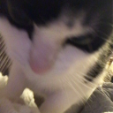 theo-notts-doll avatar