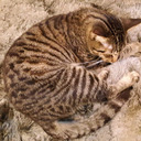 theo-the-cat-guy avatar