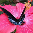 theocdfeminist-blog avatar